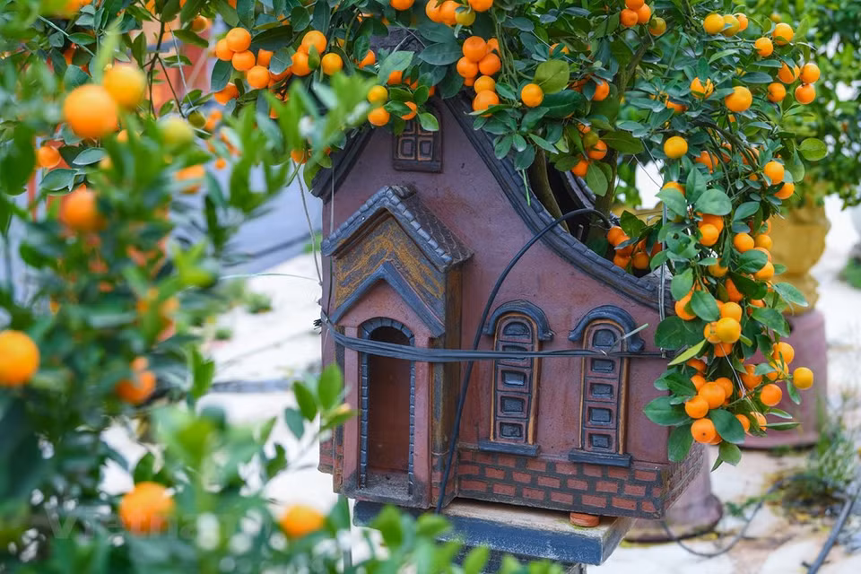 La belleza de esta flor simboliza también a las chicas del Norte: dulces, tímidas y graciosas. Con el paso del tiempo, no todos conocen completamente el significado de este árbol; pero, con motivo del Tet, decorar la casa con melocotoneros y ramas de durazno se ha convertido en una costumbre. De cualquier color, rozado o rubí, las flores del melocotonero siempre evocan el símbolo de la primavera de la tierra natal para los vietnamitas residentes en el extranjero. Por eso, es un producto indispensable durante el Tet (Año Nuevo Lunar), la fiesta tradicional más importante del pueblo indochino. La aldea de Nhat Tan tiene larga fama por el cultivo tradicional de melocotonero. En este lugar se producen además el kumquat, otras especies de flores y verduras (Fuente: Vietnam+)