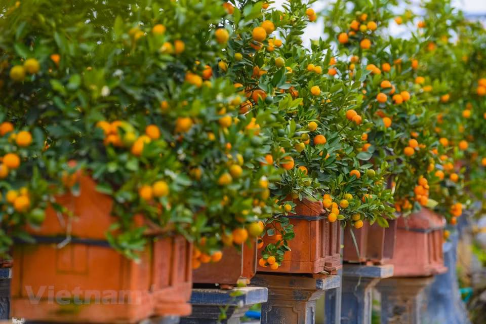 Este año, numerosos vendedores presentaron en el mercado kumquats cultivados en macetas de cerámica en forma de casas peculiares y artísticas. Cada familia suele comprar un bonsái del kumquat o mandarina con frutos amarillos y hojas verdes en estas festividades. Según las creencias de los vietnamitas, al comprar un bonsái del kumquat para el Tet, se debe elegir de manera cuidadosa y de acuerdo con el método de feng shui. El bonsái del kumquat, bellamente decorado, tiene un buen significado para toda la familia con motivo del año nuevo. La colocación de ese árbol ornamental en el domicilio brindará mucha alegría, suerte y prosperidad a la familia durante el año, además de atraer grandes inversiones e ingresos si se le pone en la oficina o tiendas (Fuente: Vietnam+)