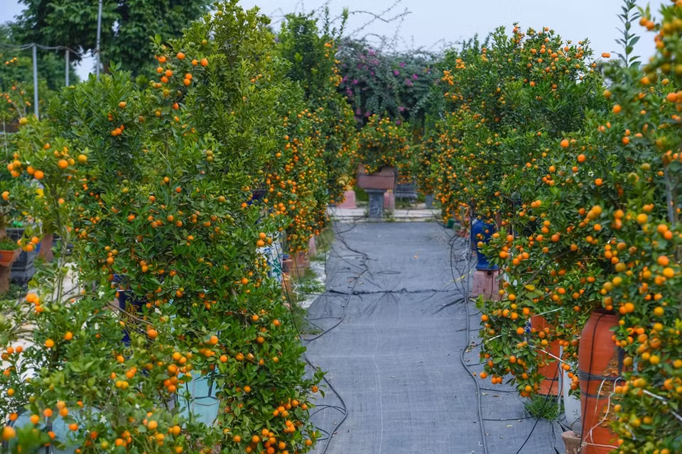 En ocasión del Tet, los jardineros de la aldea de Tu Lien presentan disímiles productos únicos de kumquats, valorados en varios cientos de dólares. Con cuantiosas hojas verdes y frutos amarillos, el kumquat simboliza la abundancia, promesa y anhelo de un nuevo año próspero y tranquilo con una buena cosecha, un buen trabajo y mucha suerte en los negocios. Desde hace bastante tiempo, el bonsái de kumquat se ha convertido en una característica cultural única de los vietnamitas en ocasión del Año Nuevo Lunar (Tet). Mucha gente en Vietnam bromea diciendo que “si no hay kumquat o melocotonero en la familia en los días festivos del Tet, esa familia no vive el Tet” (Fuente: Vietnam+)