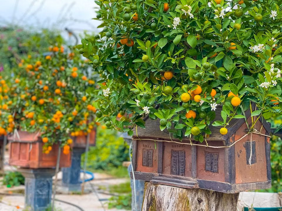Otro jardinero en Tu Lien lanzó macetas con la figura de un tigre amarillo abrazando el tronco de kumquat con motivo del Tet. En el Año Nuevo se lleva a cabo la celebración de la longevidad para las personas de edad avanzada que, dependiendo de las costumbres locales, puede comenzar a partir de los 60 años. La ceremonia es una parte de la tradición vietnamita “Al tomar el agua, se recuerda el manantial”. La preservación de la reunión familiar en el Tet deviene una hermosa tradición del pueblo vietnamita en la vida moderna, que ayuda a todas las personas a amar más a su patria, familia y comunidad, y a vivir con mayor responsabilidad, en el pasado, el presente y el futuro (Fuente: Vietnam+)