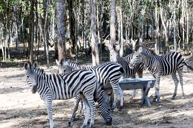 Cebras africanas (Fuente: VNA)