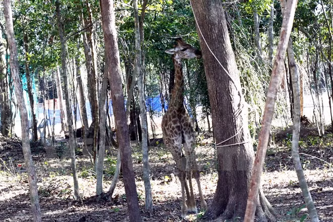 Comida se cuelga en árboles para las girafas (Fuente: VNA)