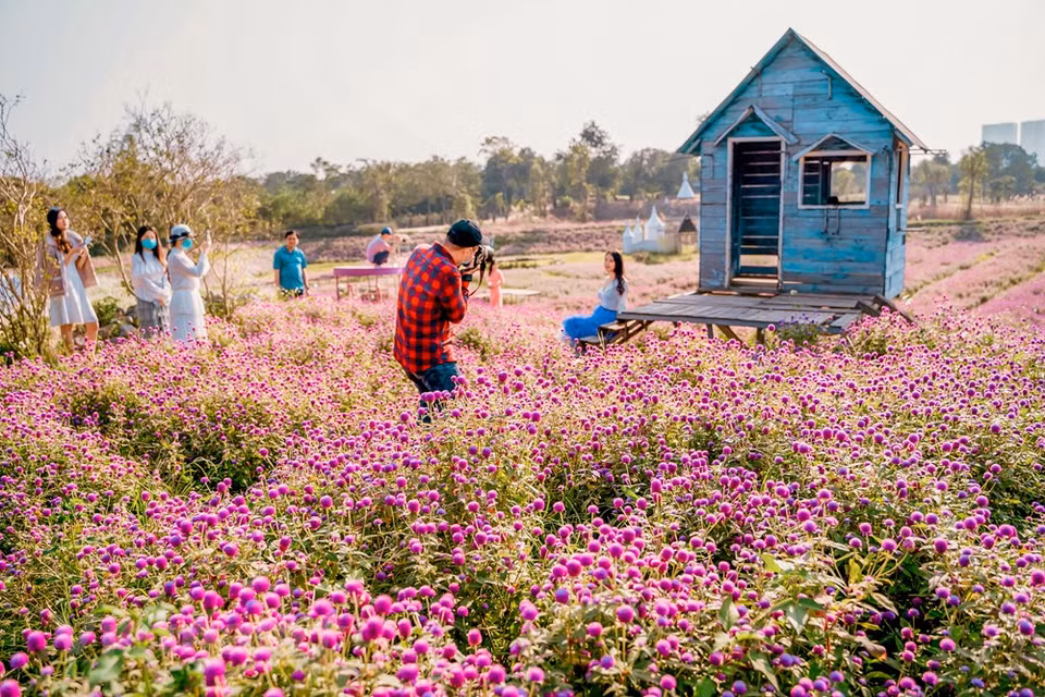 Los campos de flores violetas en plena floración han atraído a muchos jóvenes hanoianos a visitar y tomar fotos en los últimos días. La planta de rosas mixtas creció bien, para sorpresa de Van Loi. Luego extendió la planta por su campo con su hermano mayor Nguyen Van Quy. La primera cosecha le brindó a su familia suficiente dinero para compensar la pérdida del estanque de peces de la familia. Luego, la familia cultivó más abundantes cosechas de flores, lo que inspiró a más hogares de la zona a pedir ayuda para injertar plantas, seleccionar géneros y técnicas de cuidado. Poco a poco, las flores se extendieron por el distrito, que ahora suministra flores a las provincias del norte como Thanh Hoa, Bac Giang, Yen Bai, Ha Giang e incluso exporta al extranjero (Fuente: Vietnam+)