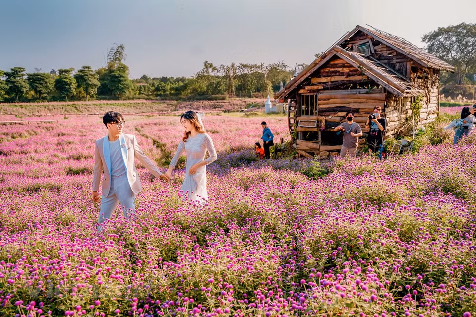 Los colores llamativos e impresionantes hacen que mucha gente piense en los campos de flores en Europa. A diferencia de la siembra de arroz y verduras, los agricultores pueden plantar flores durante todo el año. Temprano en la mañana y alrededor de las 4 de la tarde, los campos están llenos de agricultores ocupados cortando y cuidando flores. Bicicletas y automóviles conducidos por mayoristas acuden a los campos para comprar flores al mismo tiempo. No solo los mayoristas, los turistas nacionales y extranjeros también visitan para disfrutar de los inmensos campos de flores. “Nos gusta este campo de flores porque no está demasiado ocupado como los de Hanoi”, según Phi Thanh Duc, quien tomó las fotos de su boda en el campo (Fuente: Vietnam+)