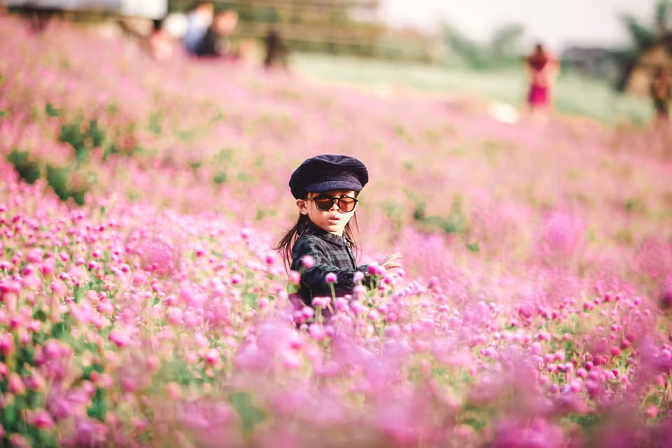 Los jóvenes de Hanoi están interesados en tomar fotografías en el valle de Gomphrena globosa que apareció por primera vez en la capital. Pocas personas sabrían que Me Linh se formó accidentalmente hace casi 20 años, cuando Nguyen Van Loi, un estudiante de la Universidad Nacional de Economía, trajo una rosa de Da Lat de una fiesta de cumpleaños a su hogar en el distrito de Me Linh, que entonces era parte de la provincia norteña de Vinh Phuc. En ese momento, esa rosa era un artículo raro y lujoso que se encontraba solo en postales, recordó Van Loi. “La pasión por mi futura carrera me llevó a injertar la rosa con plantas de rosas silvestres populares en los campos de Me Linh”, compartió (Fuente: Vietnam+)