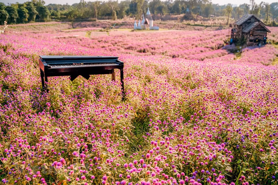 Lo especial a mencionar sobre Gomphrena globosa es que no se desvanecen ni caen como otras. Como resultado, las áreas de cultivo de flores y plantas ornamentales en Hanoi aumentaron drásticamente de cinco mil 484 hectáreas en 2015 a siete mil 960 hectáreas en 2020. Hasta ahora, el 70 por ciento de las áreas de cultivo de flores y plantas ornamentales en Hanoi se encuentran en los distritos de Bac Tu Liem, Me Linh, Tay Ho, Dan Phuong y Thuong Tin. Con semillas de mejor calidad, técnicas de cultivo y tecnologías avanzadas para el agua, la luz y la temperatura, los productores podrían ganar hasta a 1,5 mil millones de dongs (alrededor de 65 dólares) por hectárea al año (Fuente: Vietnam+)