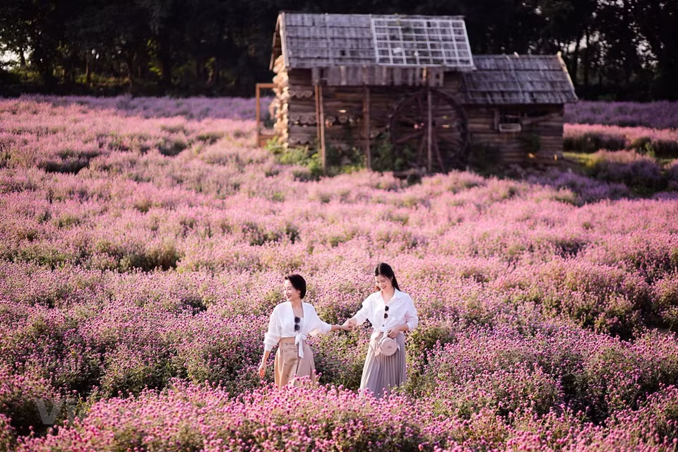 Muchos jóvenes dijeron que se sienten perdidos en un lugar de las maravillas debido a la belleza romántica al venir aquí. “Los ingresos de las flores han hecho cambios significativos en nuestra vida”, de acuerdo con Trinh Van Phu, un agricultor local. "En el pasado, solo sembramos arroz, maíz, verduras y frutas". Los campos de flores con violetas, gladiolos, mimosa, rosas, margaritas y lirios han traído nuevos colores para las aldeas de las comunas de Thanh Lam, Dai Thinh y Van Khe, donde se han cementado las carreteras y se han construido casas más grandes y hermosas. Mucha gente también ha comprado coches y tecnología moderna (Fuente: Vietnam+)