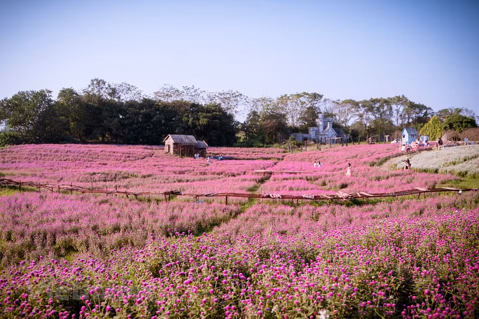 Gomphrena globosa es conocida como uno de los crisantemos más especiales. Tradicionalmente, los habitantes de la ciudad compran flores y productos botánicos, sin embargo, muchos cultivadores informaron que los mercados de flores no estaban ocupados este año. Se espera que los pedidos de compra con granjas de flores suban en los próximos días dependiendo del control de la pandemia. Este año, a los propietarios de granjas de flores les preocupa quedarse con un exceso de oferta, por lo que esperan vender rápidamente productos almacenados a precios razonables. En medio de la epidemia, el comercio en vivo ayudó a promover y vender productos, a la par de atraer a compradores potenciales (Fuente: Vietnam+) 