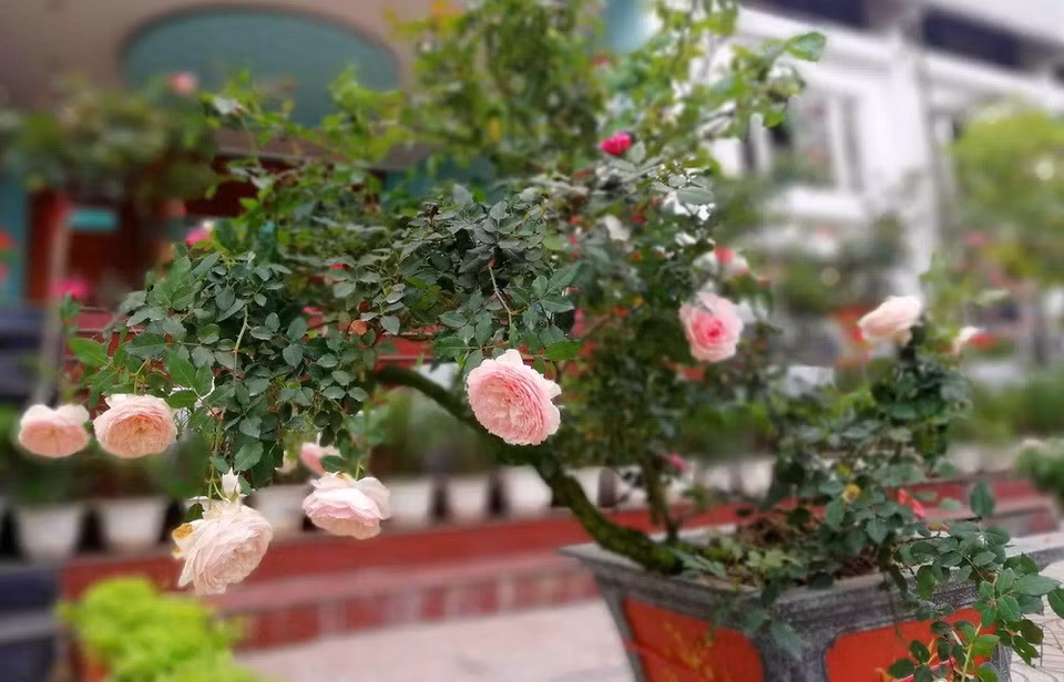 Sobresale belleza de Bonsai de rosa en el Festival (Fuente: VNA) 