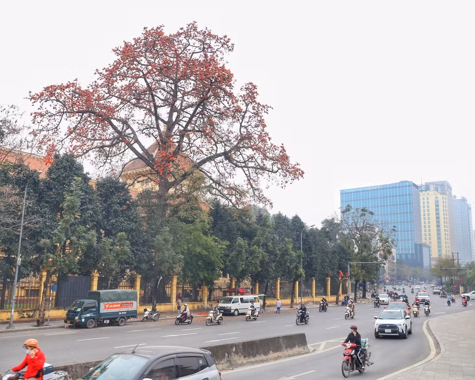 Un árbol de la ceiba común en una esquina de la calle Tran Quang Khai (Foto: VNA)