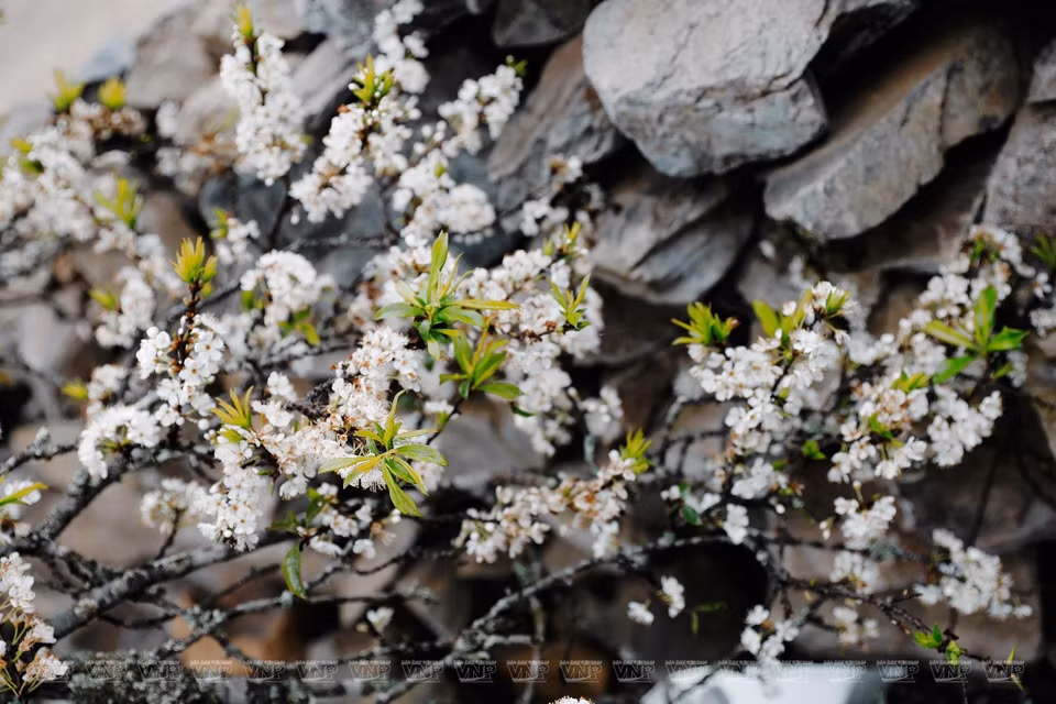 Las flores de ciruela florecen en la valla de piedra (Fuente: VNA)