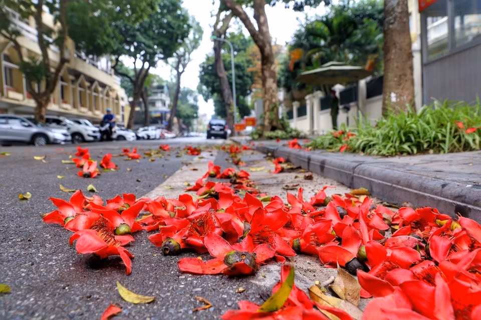 A pesar de su corto ciclo de vida de solo unos días, cuando caen, estas flores aún conservan intacto su color rojo brillante sin desvanecerse o marchitarse como otras flores (Foto: VNA)