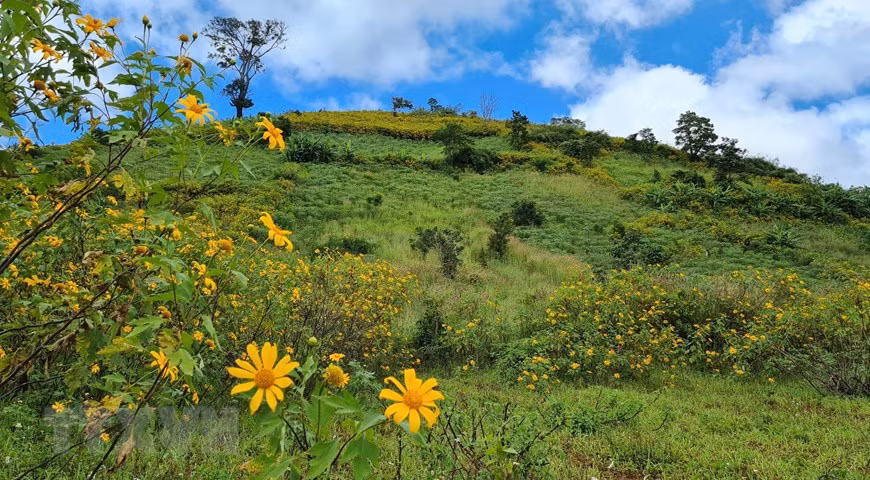 La belleza de flores de botón de oro en la cima del volcán Chu Dang Ya, en el distrito de Chu Pah (Fuente: VNA)