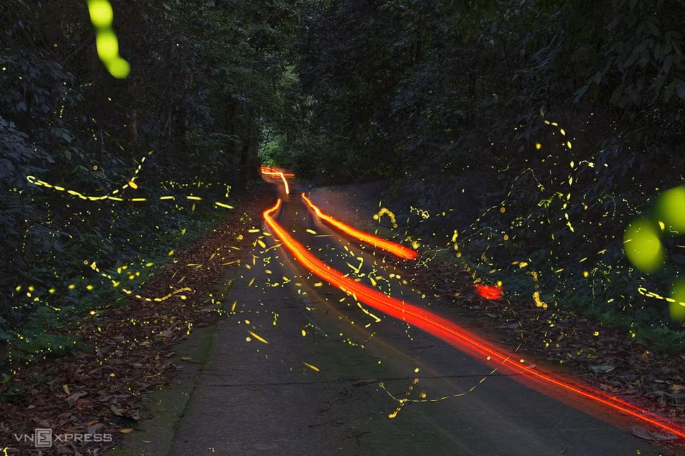 Cuando el sol desaparece gradualmente detrás de los árboles del bosque y cae la noche, los visitantes pueden admirar las luciérnagas volando en la noche de verano en el Parque Nacional de Cuc Phuong (Fuente: vnexpress.net)