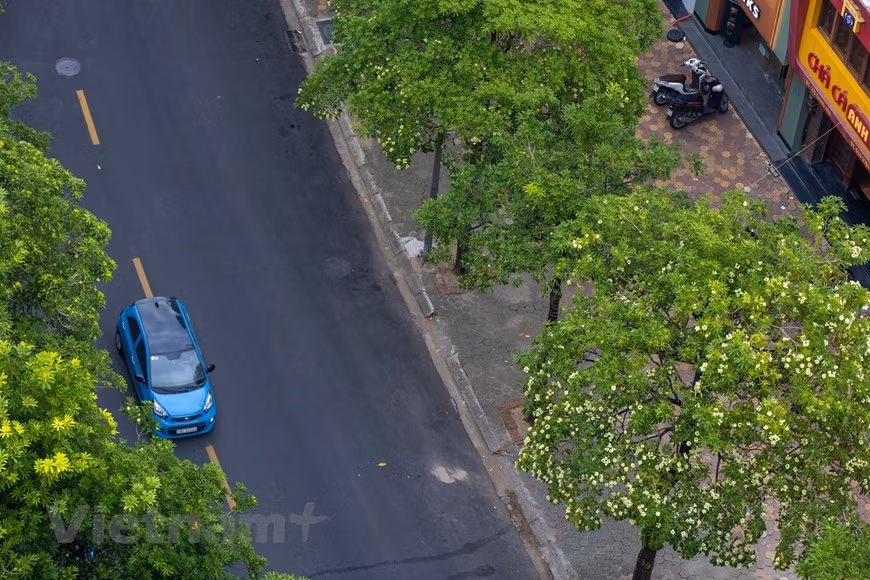 Alstonia scholaris es una flor típica de la capital vietnamita cada otoño (Fuente: VNA)