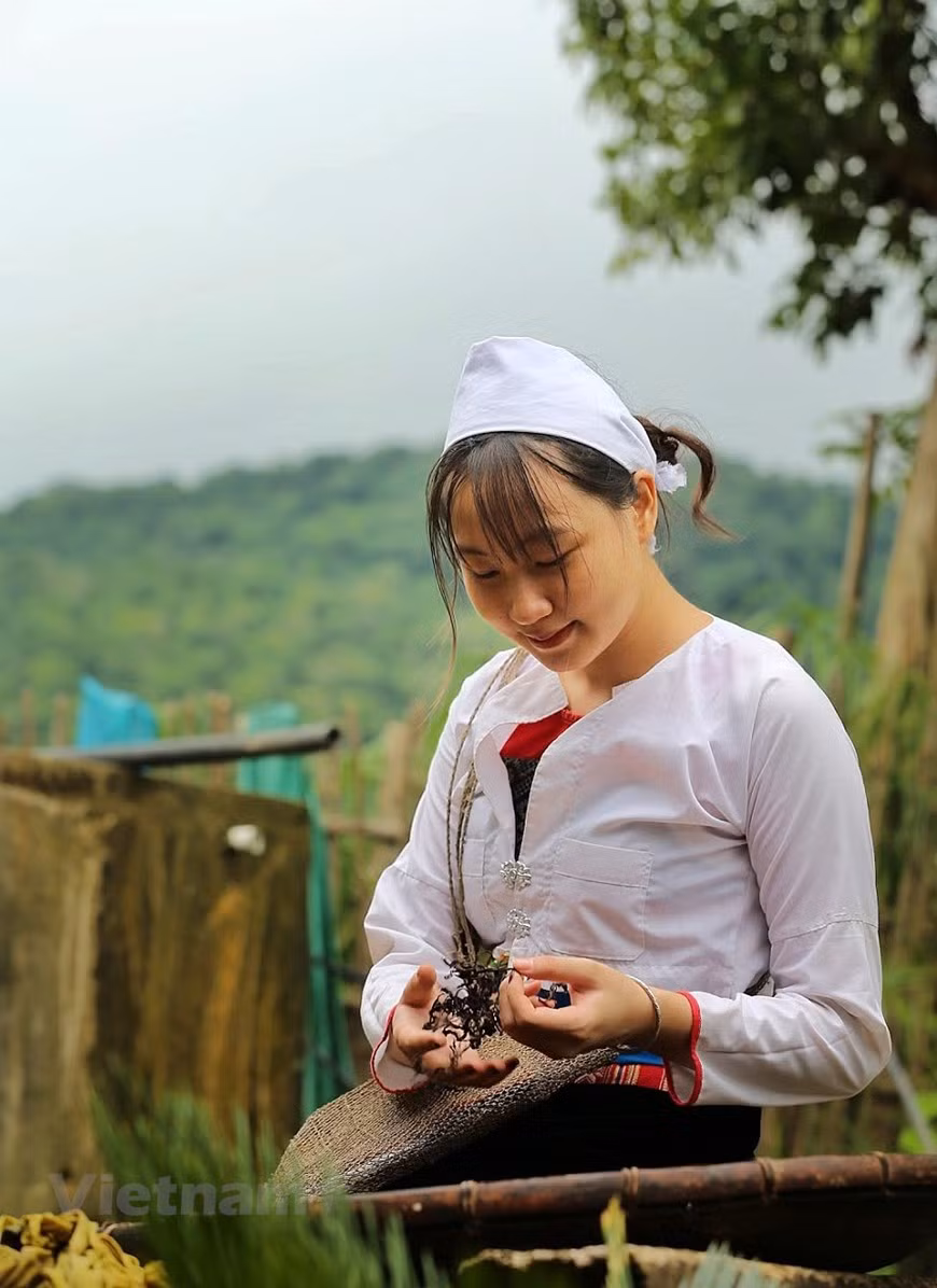 Los Muong también cultiva y produce té a mano. Según las estadísticas oficiales, el área de té de la provincia de Hoa Binh se mantiene en 800 hectáreas, con una producción de dos mil 755 toneladas. El té Shan Tuyet, una marca conocida, se cultiva en un área de 350 hectáreas en la comuna de Trung Thanh, Yen Hoa, distrito de Da Bac, y la comuna de Pa Co, distrito de Mai Chau. Cada año, se exporta de 50 a 60 toneladas de té a los mercados de China, Taiwán (China), Japón y la India. Todos los productos cumplen con las condiciones de seguridad alimentaria, sin residuos de pesticidas y sustancias prohibidas según lo prescrito. (Foto: Vietnam +) 