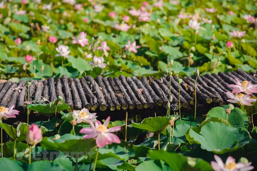 Las plantas de loto son gimnospermas que aparecen y crecen temprano en la tierra. El origen y la leyenda del nombre de la flor comenzaron en la India alrededor de 1979. Luego, se extendió a China y al continente euroasiático. En Vietnam, además de con fines decorativos, el loto se cultiva y utiliza de manera integral como tomar tubérculos, brotes, semillas y flores. Las provincias que cultivan muchas flores de loto en Vietnam son Dong Thap, Vinh Long y Tra Vinh. El loto se considera un símbolo del budismo. Podemos ver muchas imágenes de flores de loto que aparecen en la arquitectura, pinturas, escrituras y mantras budistas. La imagen más visible es la de Buda de pie o meditando sobre un loto. (Foto: Vietnam+)
