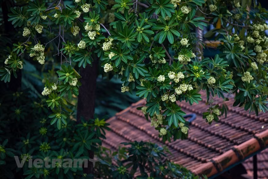 Mucha gente que se va lejos de Hanoi anhela ese aroma perfumado (Fuente: VNA)