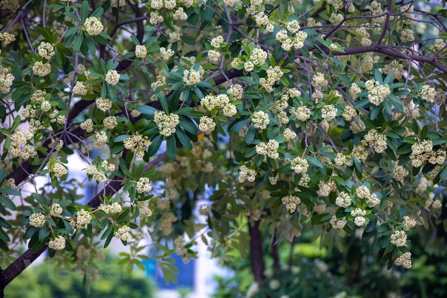 Se puede decir que las flores de Alstonia scholaris son la especialidad del otoño de Hanoi, inspirando multitud de sentimientos en la gente (Fuente: VNA)
