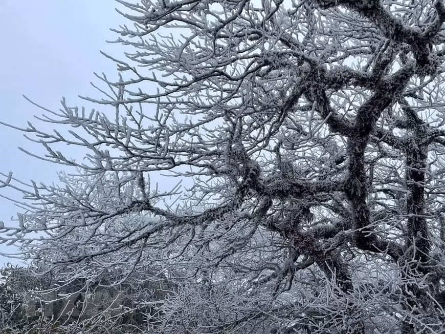 Las ramas de los árboles cubiertas de hielo. (Fuente: VNA)