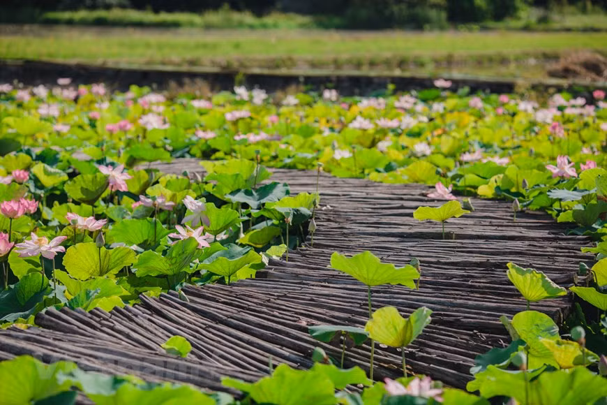 Según muchas personas en esta área, el loto aquí puede florecer hasta fin de año, la época de mayor floración es de junio a julio. El mejor momento para tomar fotografías y admirar el paisaje es temprano en la mañana. En ese momento, el sol no es demasiado fuerte, las flores están frescas y más hermosas. Junto con eso, el aire fresco brinda a los visitantes una sensación agradable. Seguramente cuando la industria del turismo vuelva a prosperar, este lugar se convertirá en un destino indispensable del turismo de Ninh Binh. Sin embargo, los visitantes deben prestar atención para proteger su salud y seguridad y la de la comunidad contra la pandemia mediante la implementación estricta del mensaje 5K. (Foto: Vietnam +) 
