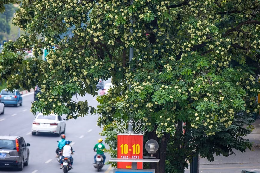Las flores de Alstonia scholaris, una especialidad del otoño de Hanoi (Fuente: VNA)