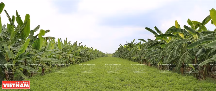 Áreas de materias primas con 100 hectáreas de cultivo de plátano en la comuna de Khai Thai, distrito de Phu Xuyen, Hanoi.