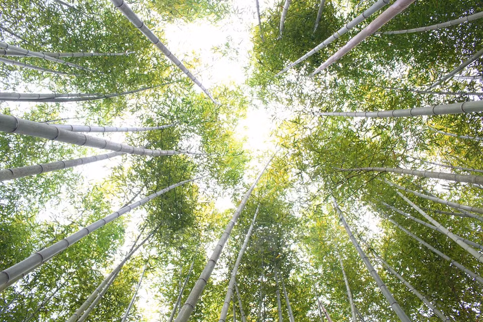 El bosque se localiza en el distrito de Bao Lac, a 100 kilómetros de la ciudad de Cao Bang (Fuente: VNA)