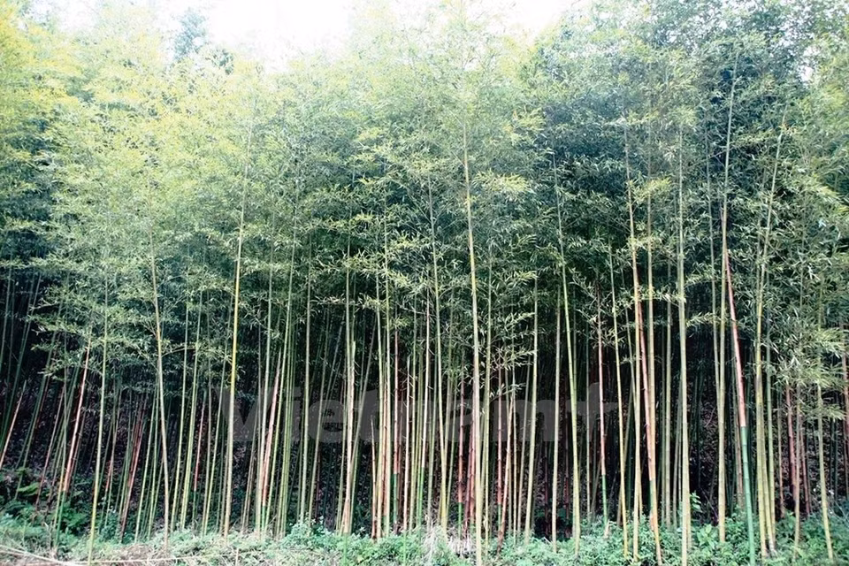 Cao Bang cuenta con tres mil 400 hectáreas de bosques de bambú, de esa suma se explota mil 600 hectáreas (Fuente: VNA)