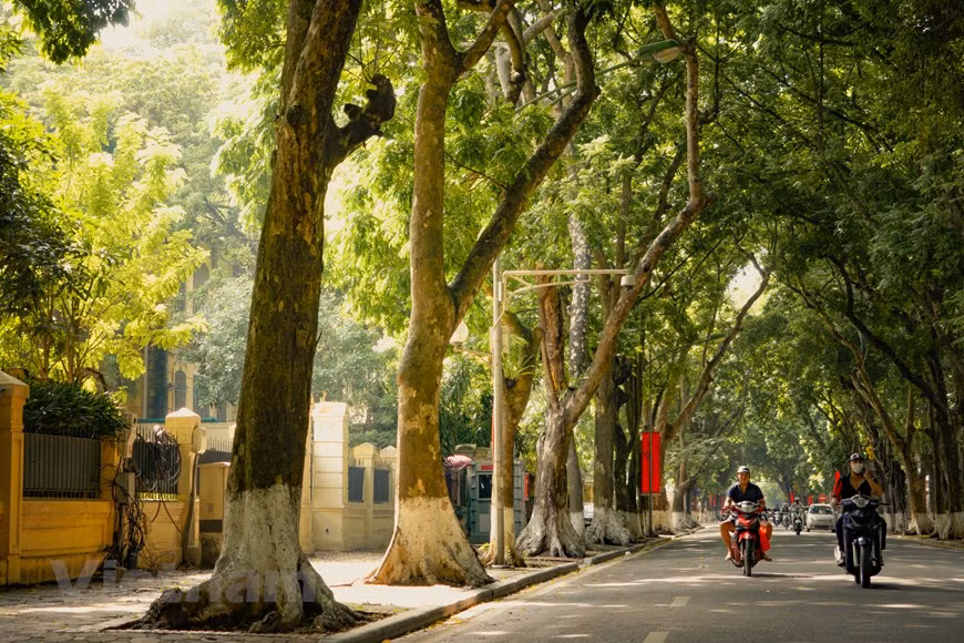 Durante la guerra de resistencia contra el imperialismo estadounidense hace varias décadas, los árboles a lo largo de las calles de Thanh Nien tuvieron que ser talados porque obstruían los cañones antiaéreos. Aunque cortar los árboles era una tarea urgente, la imagen de los árboles cayendo dejó una profunda tristeza en los hanoyenses. Además, La Torre de Bandera (Cot Co), ubicada en la calle Dien Bien Phu, se caracteriza por los antiguos Banianos. La calle Hoang Dieu está bordeada por árboles de caoba africana, el lugar ideal para vivir de las cigarras, que cantan ruidosamente en concierto tan pronto como llega el verano. (Foto: Vietnam+)