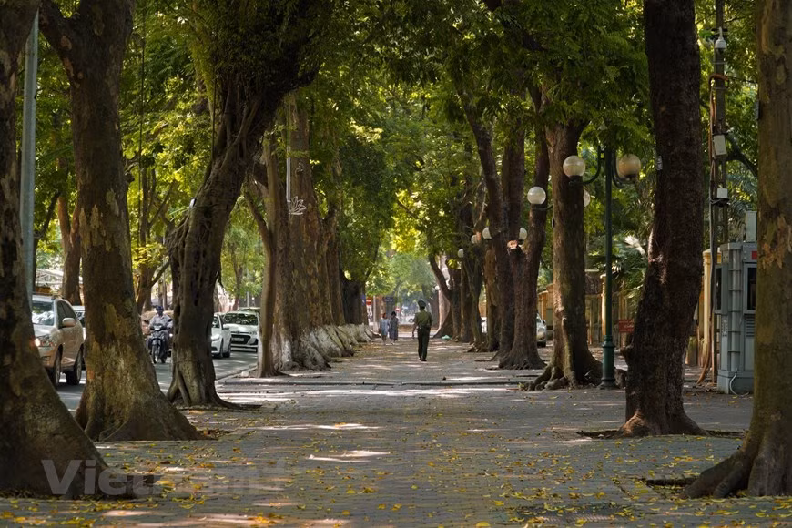Ambas plantas fueron plantadas a lo largo de varias calles han atraído a numerosos extranjeros al distrito de Hoan Kiem, la zona diplomática del distrito de Ba Dinh y el barrio antiguo alrededor del lago Hoan Kiem. Las hojas cambiantes señalan el comienzo del verano. Con aceras largas y tres filas de árboles antiguos de dracontomelon duperreanum, Phan Dinh Phung es conocida como una de las calles más hermosas de la ciudad capital. Durante los días de mayo, se ha vuelto más poético cuando cientos de árboles pierden sus hojas. La alfombra de hojas que han caído de los árboles “Sau” (dracontomelon duperreanum) y “Xa cu” (Khaya senegalensis). (Foto: Vietnam+)