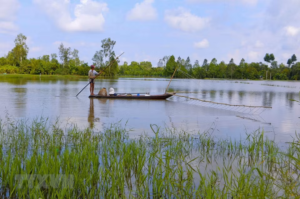 Las inundaciones dañaron numerosas hectáreas de cosechas (Fuente: VNA)
