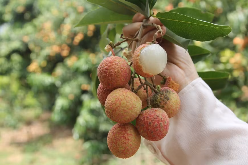 Para ganar una posición en un mercado tan exigente como Japón, los productores locales de lichi Thieu deben cumplir los requisitos estrictos, ya que la fruta se debe cultivar en huertos bajo la supervisión de especialistas del Departamento de Protección Fitosanitaria y poseer códigos de rastreo de origen. (Foto: VNA)