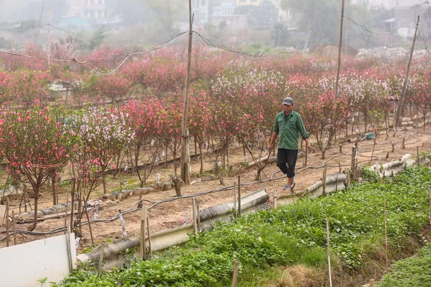 Solo casi 10 días antes del feriado de Tet, la fiesta tradicional más importante de Vietnam, muchas familias todavía cosechan flores para venderlas. Las flores de melocotón constituyen un símbolo de la mayor fiesta del año. De acuerdo con Nguyen Dinh Tuan, artesano en la aldea de floricultura de Nhat Tan, Hanoi, es difícil cuidar a estos árboles, e incluso más complejo garantizar que florezcan justo en el Año Nuevo Lunar, porque todo depende del clima. La temperatura perfecta para que los brotes de melocotón florezcan es de 14 y 15 grados Celsius, sin embargo, durante estos días se registra un intenso frío en las zonas norteñas del país.(Fuente: Minh Son/ Vietnam+)