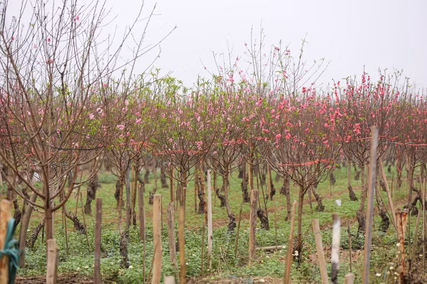 Los melocotones en la aldea de Phu Thuong florecen desde aproximadamente la luna llena (alrededor del día 15) hasta el día 25 del decimosegundo mes lunar. Este es también el momento en que el jardín tiene la mayor cantidad de visitantes. Cada vez que llega el Año Nuevo Lunar (o el Tet), las flores de melocotón se convierten en un "plato espiritual", un "pasatiempo" y belleza cultural en casi todas las familias vietnamitas. Mientras tanto, en Japón, se decía que las flores de durazno eran amuletos para ahuyentar los espíritus malvados, así que se volvieron ornamentos durante el Día de las Niñas, festival para desear salud y el buen desarrollo de las mismas. (Fuente: Minh Son/Vietnam+)