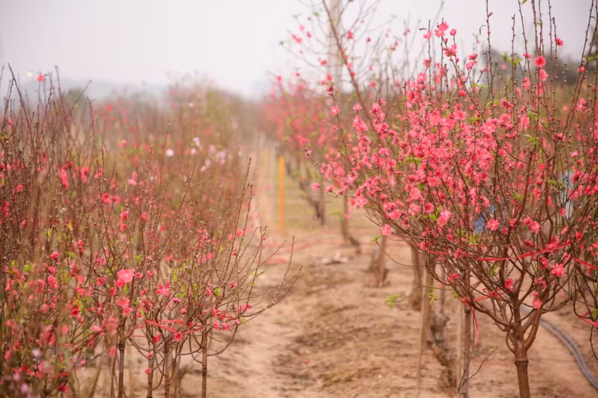 La aldea de Phu Thuong ha ganado fama por sus melocotoneros con flores grandes con colores vibrantes. Los melocotoneros de Phu Thuong siempre están entre los favoritos de la clientela. Como los melocotoneros florecen todos los años (sin alternancia), solo se aseguran que las frecuentes heladas tardías, propias del clima de la huerta, no aparezcan en el periodo de floración o en el de fructificación. Dos o más flores nacen de los retoños en cada lado de la rama de durazno, dándoles un aspecto más llamativo que los árboles de ciruelo, pese a que estos árboles pertenecen a la familia de plantas Rosaceae. (Fuente: Minh Son/Vietnam+)