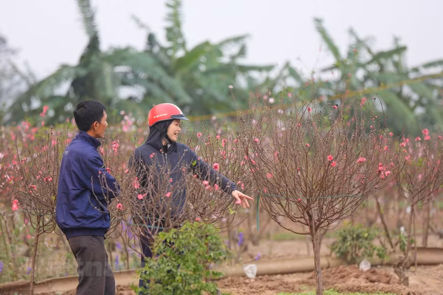 Los floricultores siempre dan la bienvenida a los visitantes, quienes pueden seleccionar a sus melocotoneros favoritos o simplemente tomar fotos con las flores. Para los ciudadanos de Hanoi, las flores de durazno es símbolo de una vida pacífica y próspera. A los floricultores les cuesta de seis a ocho años podar los árboles y crearles la forma adecuada, y 10 años para venderlos en el mercado. Con su amor a estos melocotones, artesanos en la aldea de Nhat Tan se han esforzado para conservar las especies únicas de melocotoneros, incluidos el“That Thon”, denominado “el rey de los melocotones”, debido a su belleza peculiar, con el tronco y las ramas robustas. (Fuente: Minh Son/Vietnam+)
