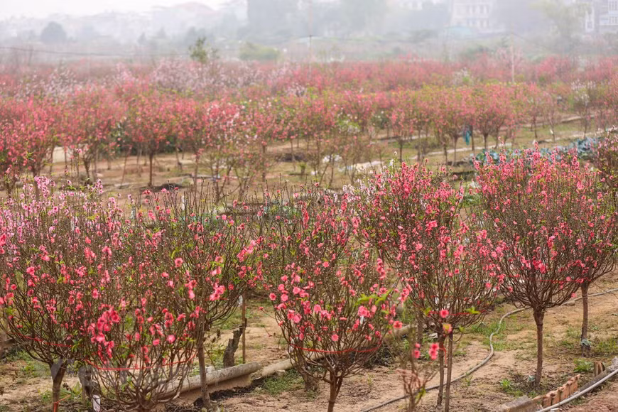 Las flores de melocotón (o durazno, nombre científico: prunus persica) han embellecido las huertas de la aldea de Phu Thuong, de las comunas de Nhat Tan y Quang Ba. Los jardineros suelen buscar maneras de hacer que los árboles de melocotón florezcan temprano, puesto que los ciudadanos de Hanoi tienen la costumbre de comprar ramas de durazno en los fines del año como ofrenda a sus antepasados. Las flores de melocotón poseen varios pétalos de dos colores, rojo pálido y blanco, con un degradado de tonos rosáceos por medio. Representan la indulgencia, la elegancia más pura, el refinamiento, la generosidad y el buen temperamento. (Fuente: Minh Son/Vietnam+)