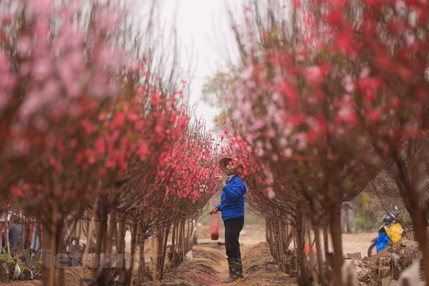 Una floricultura cuida a los melocotoneros. Este oficio requiere de los floricultores esfuerzos, paciencia y meticulosidad, ya que es difícil garantizar que los árboles florezcan justo en vísperas del Tet. La planta requiere un clima cálido para que los brotes puedan crecer y romperse. Los árboles pueden prosperar a temperaturas entre -26 y -30 grados Celsius, sin embargo, las yemas se vuelven menos tolerantes al frío durante el final del invierno. El suelo es importante para cuidar de un árbol duraznero, más aún si el durazno no tiene una buena tierra y lo has plantado desde cero, difícilmente crecerá o dará frutos. Es necesario que el suelo tenga un buen nivel de PH.(Fuente: Minh Son/Vietnam+)