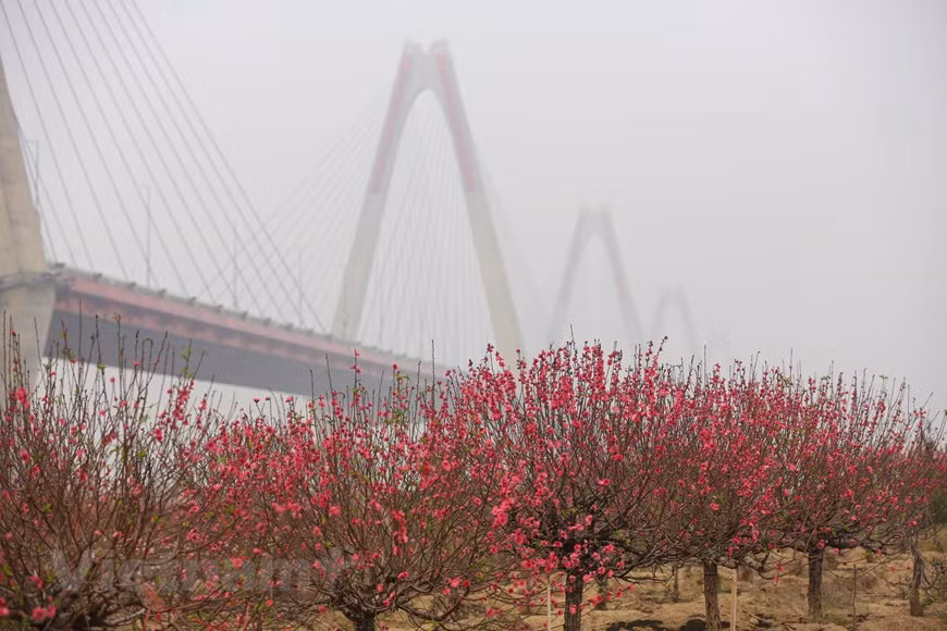 Con motivo del Año Nuevo Lunar (o el Tet), desde finales del mes de noviembre hasta principios de diciembre, las flores de melocotón han brotado debido al prolongado clima cálido. Para los vietnamitas, esta planta simboliza el renacimiento, la suerte, la felicidad y la prosperidad. Por eso, unos 10 o 15 días antes de la Nochevieja, todo el mundo trata de conseguir para su familia, aunque es solo un pequeño kumquat o un ramo de durazno, para adornar la casa junto con otros tipos de flores y plantas ornamentales, con el fin de despedir el año saliente y dar la bienvenida a la nueva etapa. (Fuente: Minh Son/Vietnam+)