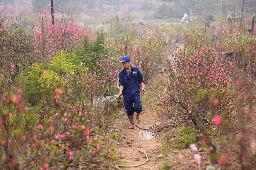 Muchas familias tienen que bombear agua dos veces al día para mantener la humedad del jardín. Si tienen suficiente agua, las flores mantendrán la frescura por más tiempo. La flor del melocotón florece en primavera, sonríe encantadora al mundo y nos ayuda a recordar lo maravilloso de la vida. Los melocotoneros florecen en madera de un año, en ramos mixtos o en chifonas y las flores aparecen solitarias o en parejas, cerca del tallo. Los sépalos son de color púrpura y los pétalos son de color rosado fuerte. Son árboles autocompatibles y autofértiles, por lo tanto no necesitan de otros árboles para fructificar. (Fuente: Minh Son/Vietnam+)