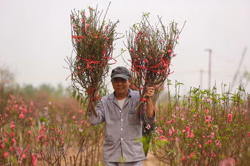 Las flores de melocotón este año tienen una buena cosecha, pero sus precios reducen bruscamente porque se han florecido mucho. Se espera que el oficio del cultivo de durazno siga prosperando, en aras de generar más ganancias a los agricultores. Nguyen Van Duong, otro jardinero en Phu Thuong, expresa su preocupación debido a que la mayoría de la gente sólo los alquila en vez de comprar todo el árbol, al añadir que los costos del cultivo aumentaron en alrededor de 30 a 40 por ciento este año. Mientras tanto, Chu Quang Duc, quien dedicó al cultivo de melocotón más de 20 años de su vida, espera que la situación económica no frene las compras de flores. (Fuente: Minh Son/Vietnam+)