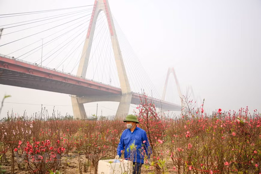 Según los propietarios de los jardines en Phu Thuong, Nhat Tan y Quang Ba, las condiciones climáticas caprichosas también aumentan los precios de muchos tipos de flores de melocotón debido a la escasez de suministros. Cada árbol es atendido con cariño y meticulosidad para que produzcan melocotones grandes, dulces y sin manchas. Por supuesto, los melocotones aquí cuestan un poco más que en otras áreas de cultivo en el país. Los melocotones que no cumplan con los rigurosos estándares de la granja se venden con un descuento o se convertirán en productos que no requieran la perfección en su apariencia. (Fuente: Minh Son/Vietnam+)
