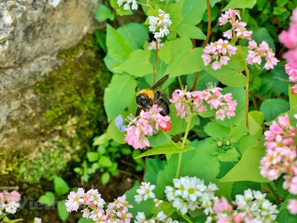 Las flores crecen mezcladas con rocas, adornan el cielo y la tierra de Ha Giang de manera más romántica y suave. (Foto: Xuan Mai / Vetnam +)