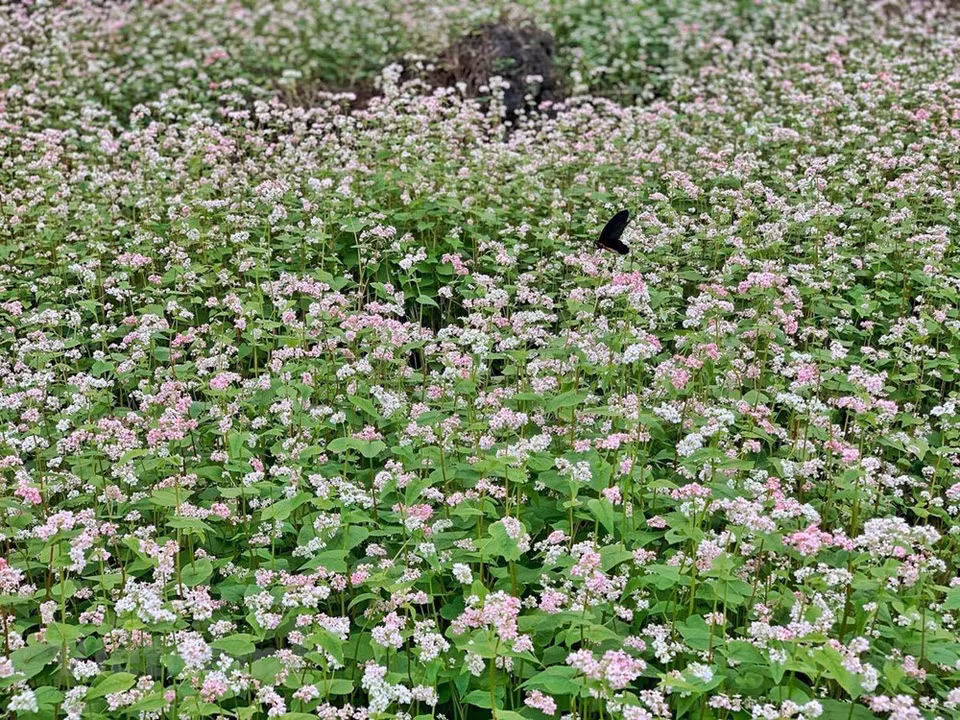 Esta flor también es un ingrediente para hacer los pasteles que se han convertido en especialidad exclusiva de la meseta rocosa. (Foto: Xuan Mai / Vetnam +)