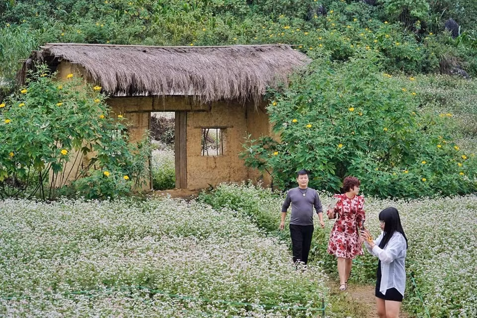 Al saber las necesidades de los turistas, los pobladores locales han invertido en el cultivo de campos de flores de alforfón para que los clientes puedan sacar fotos con precios adecuados. (Foto: Xuan Mai / Vetnam +)