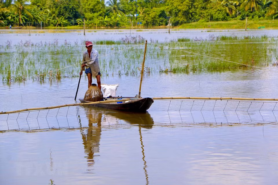 Un poblador del distrito de Vi Thuy pesca en campos inundados (Fuente: VNA)