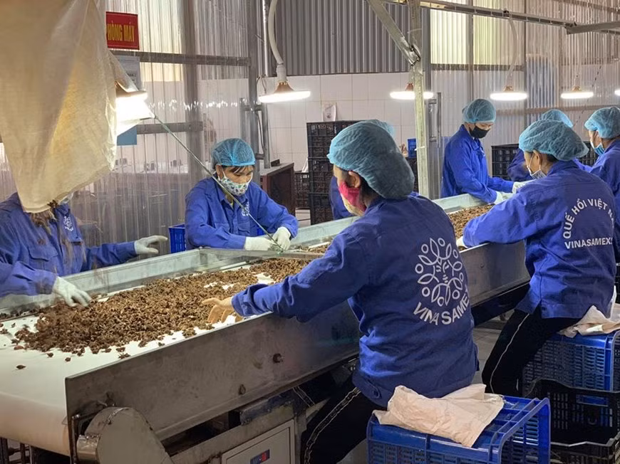 Además, el 44, 7 por ciento de las entidades dijeron que redujeron su producción; el 65, 5 por ciento ajustaron los gastos regulares; el 35, 3 por ciento recortaron mano de obra; el 34 por ciento disminuyeron salarios y el 34,5 por ciento otorgaron licencias no remuneradas. De acuerdo con Ousmane Dione, director del Banco Mundial en Vietnam, el Gobierno debe implementar con urgencia actividades de apoyo, especialmente para las microempresas y negocios individuales, y continuar mejorando las instituciones y el medio ambiente comercial. Más específicamente, Bich Lam propuso una política para apoyar a la comunidad empresarial, especialmente a las pequeñas y medianas empresas y comerciantes individuales que se vieron gravemente afectados por la epidemia de COVID-19 en la búsqueda de mercados de importación de materias primas. (Fuente:Vietnam+)