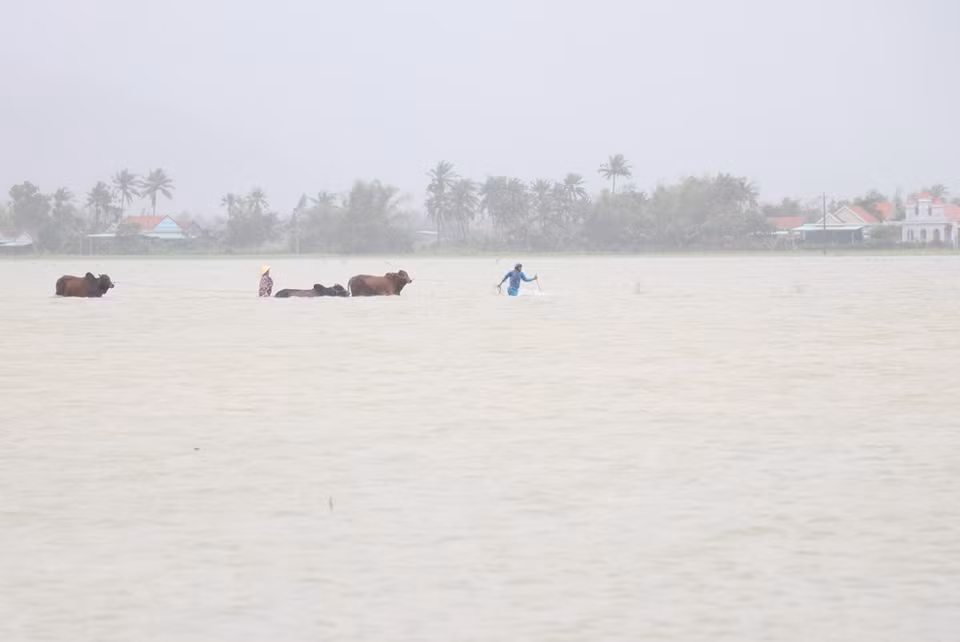Los habitantes de la comuna de Hoa My Dong del distrito de Tay Hoa, en la provincia central de Phu Yen, trasladan con urgencia el ganado a un lugar seguro debido a las inundaciones. (Foto: Pham Cuong-Xuan Trieu / VNA)