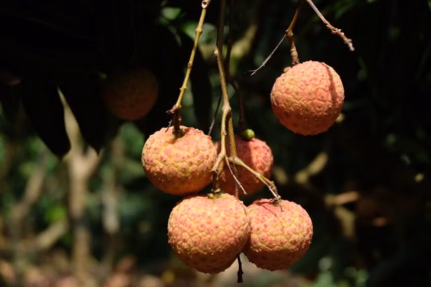 Este año 2020 será la primera vez que la fruta ingrese a Japón, lo que aumentará significativamente el valor de la marca del lichi Thieu y la competitividad de esta especialidad. (Foto: VNA)